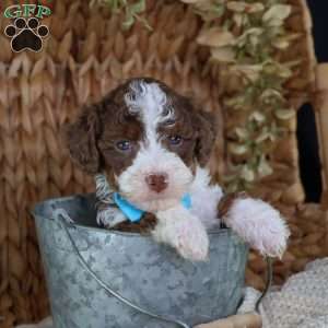 Figo, Mini Bernedoodle Puppy